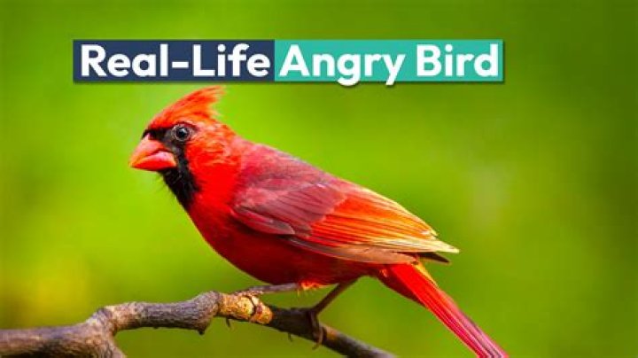 Was penguin bloom a real bird?