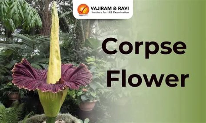 Were corpse flower live?