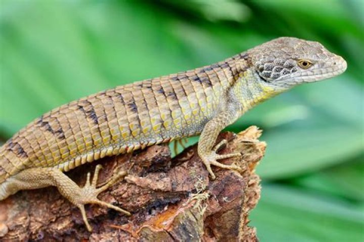What abronia lizard eat?