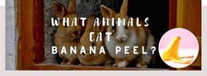What animal eats banana peels?