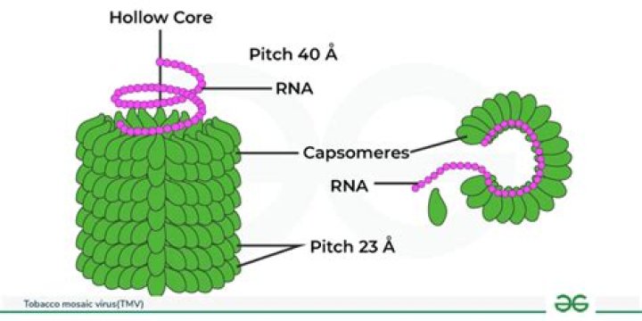 What are capsomers made of?