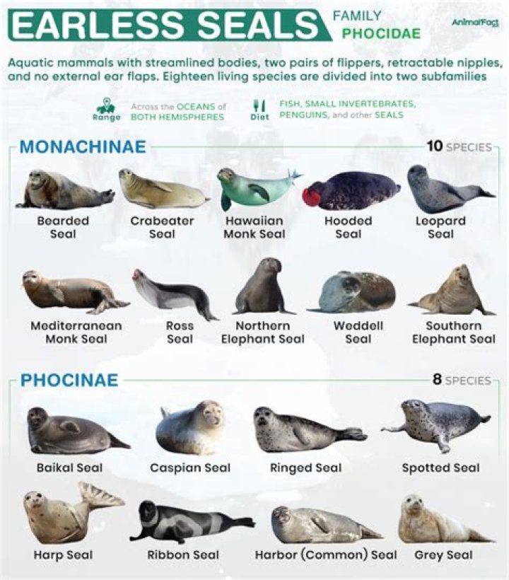 What are earless seals predators?