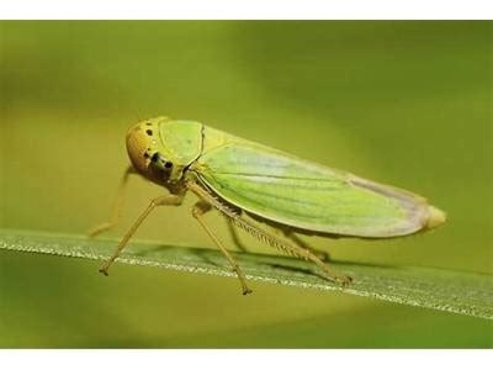 What are leafhoppers eaten by?