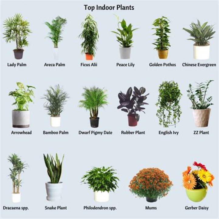 What are the best indoor plants?