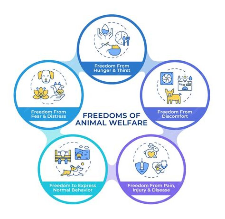 What are the five freedoms?