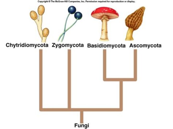 What are three important ascomycetes?