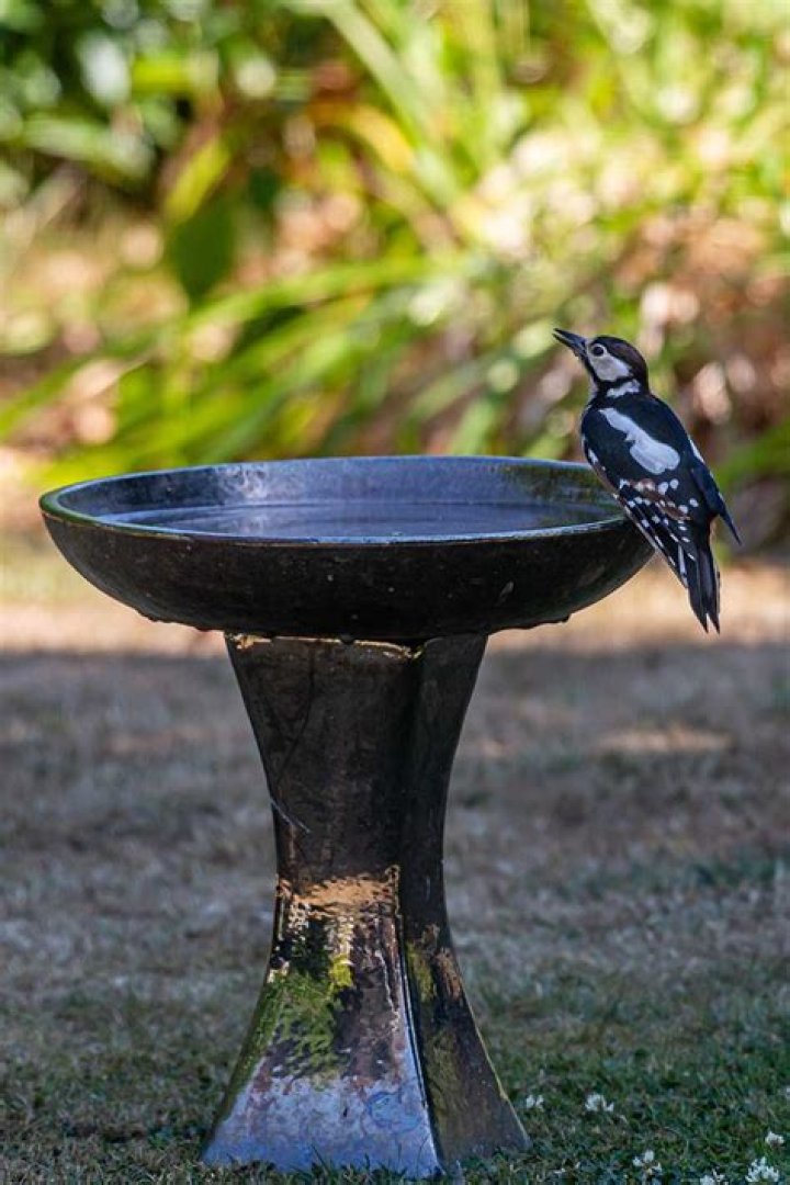 What birds use birdbaths?