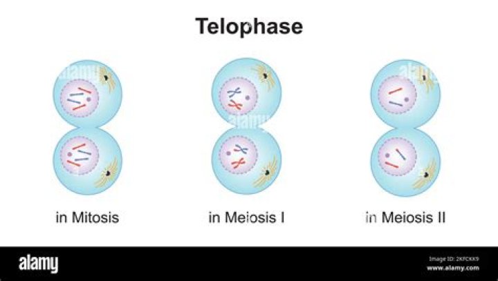 What disassembles in telophase?