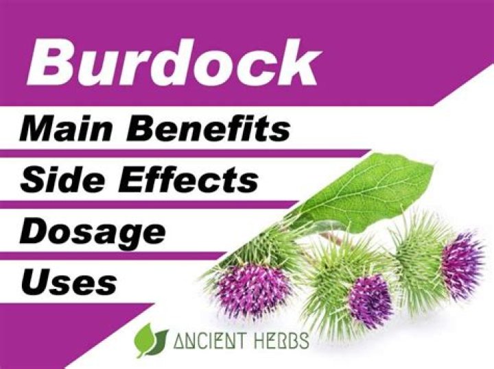What do burdocks look like?