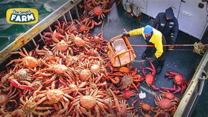What do crab fishermen make?