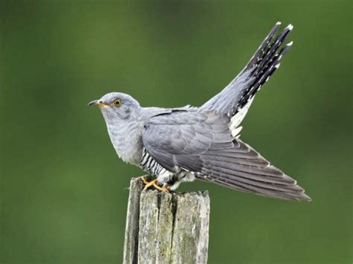 What do cuckoos look like?