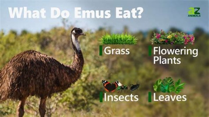 What do emus eat?