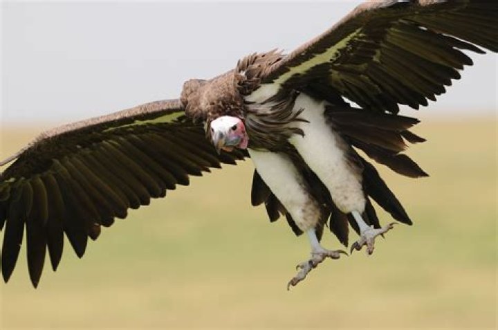 What do lappet faced vultures eat?