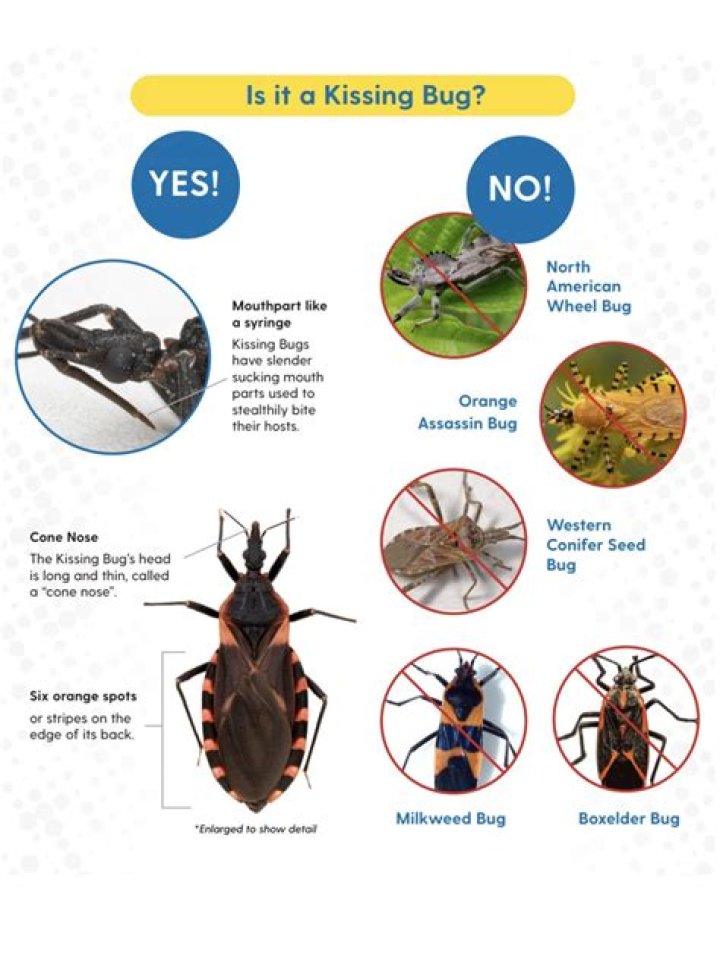 What does a conenose bug do?