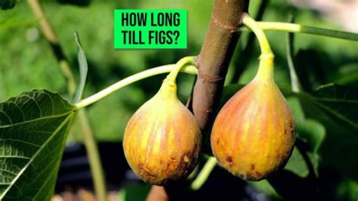 What does a fig bird look like?
