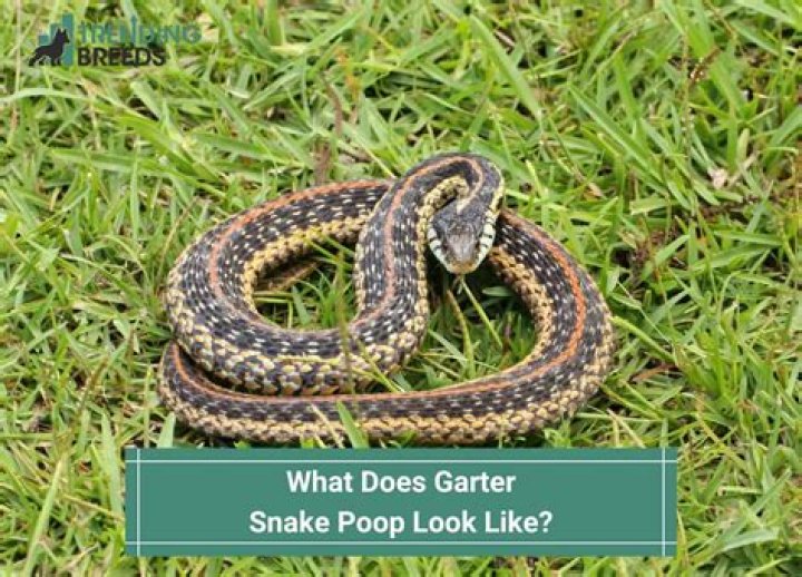 What does garter snakes poop look like?