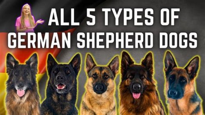 What does GSD stand for in dogs?