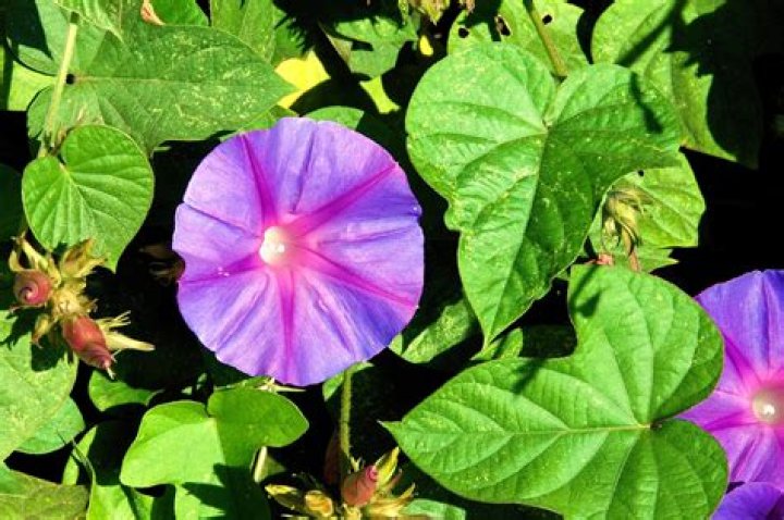 What does ipomoea mean?