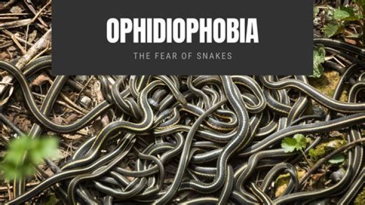 What does ophidiophobia mean in latin?