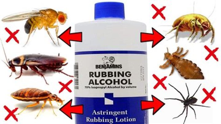 What does rubbing alcohol do to spiders?