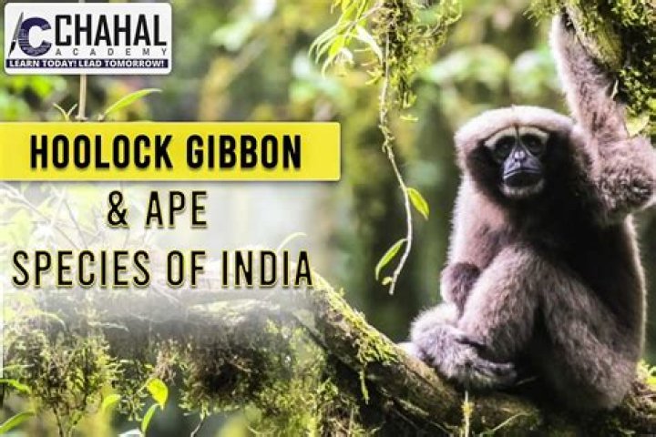 What does the hoolock gibbon look like?