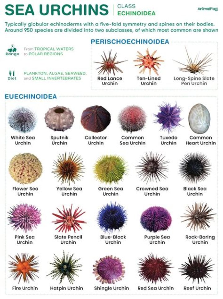 What does urchin-snouted mean?