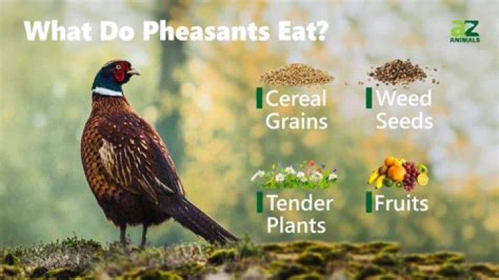 What food do pheasants eat?