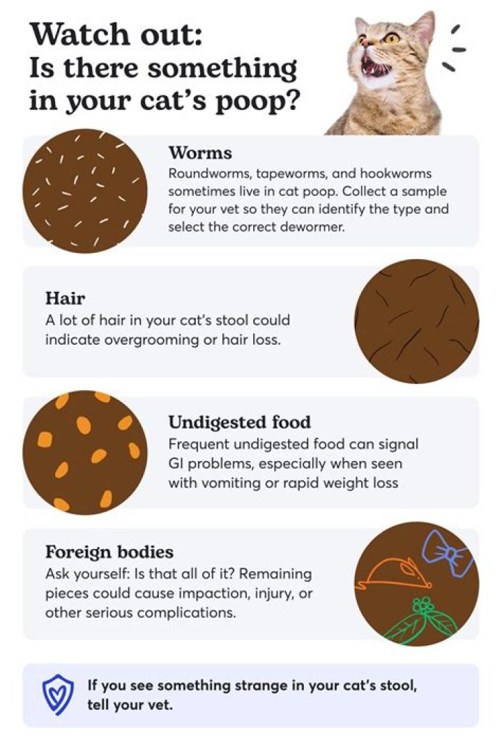 What happens when a cat is dewormed?