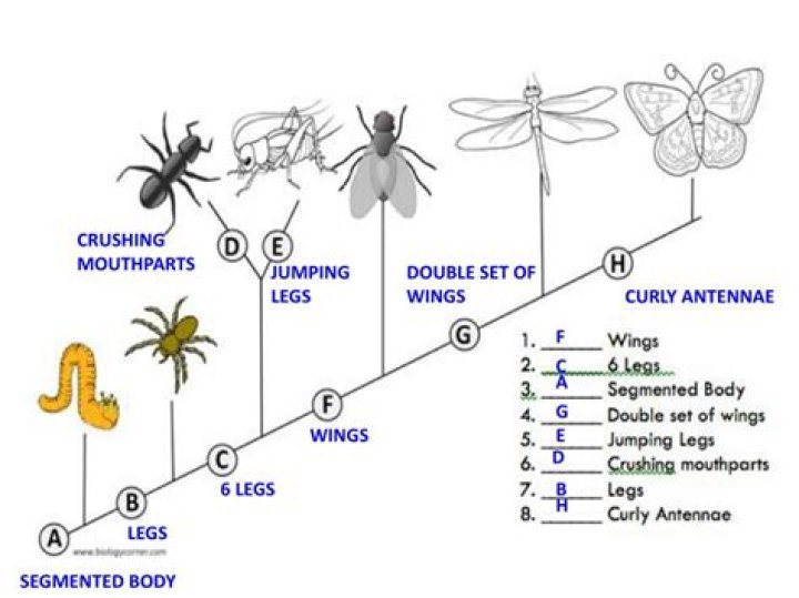 What insects have crushing mouthparts?