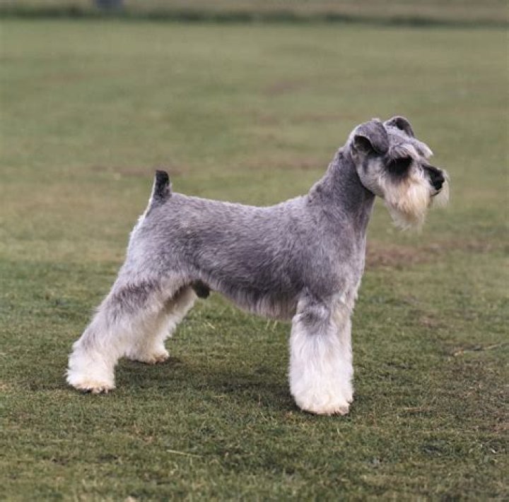What is a beagle schnauzer?