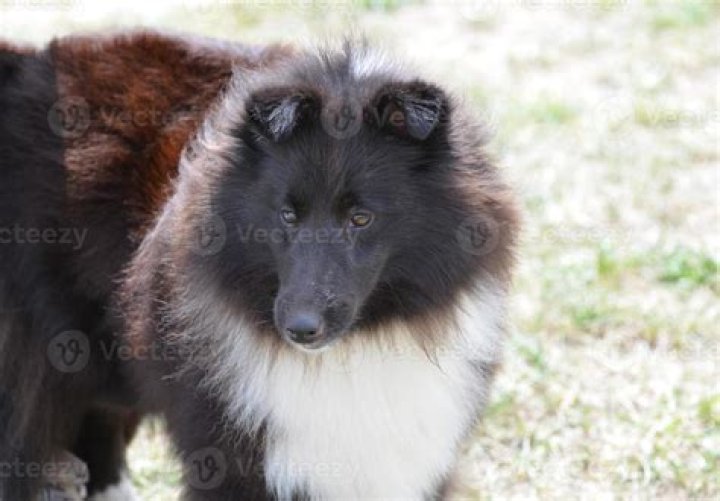 What is a black and white Sheltie called?
