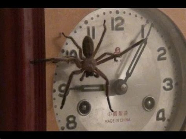 What is a clock spider?