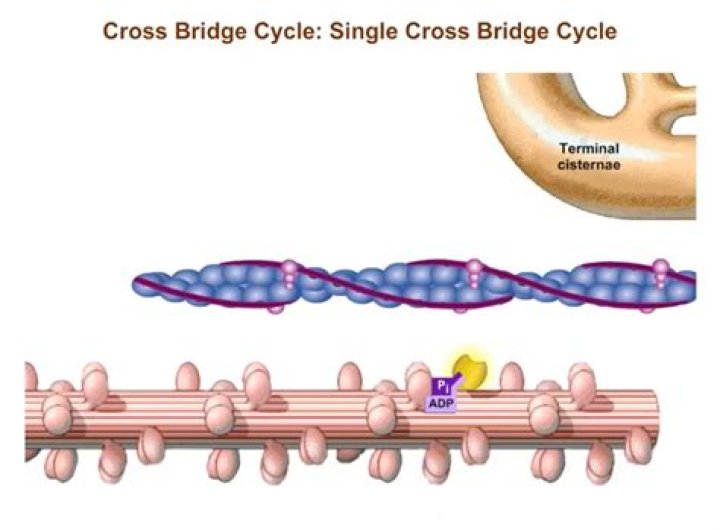 What is a cross bridge?