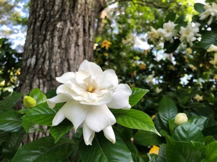 What is a grafted gardenia?