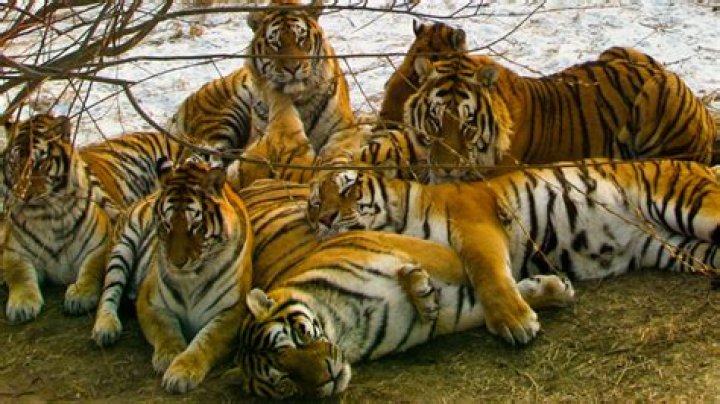 What is a group of tigers called?