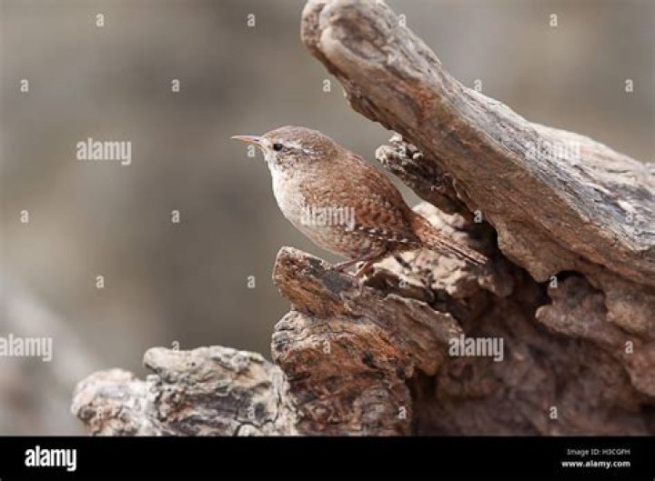 What is a jenny wren?