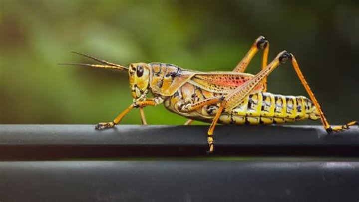 What is a lubber grasshopper?
