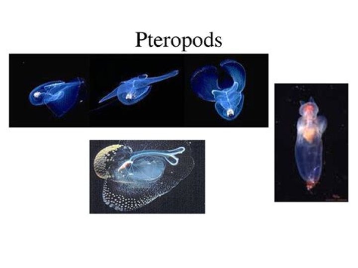 What is a pteropod classified as?