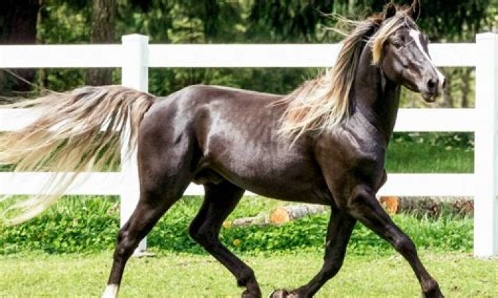 What is a silver black horse?