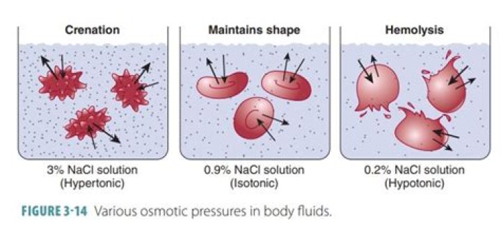 What is crenation in chemistry?
