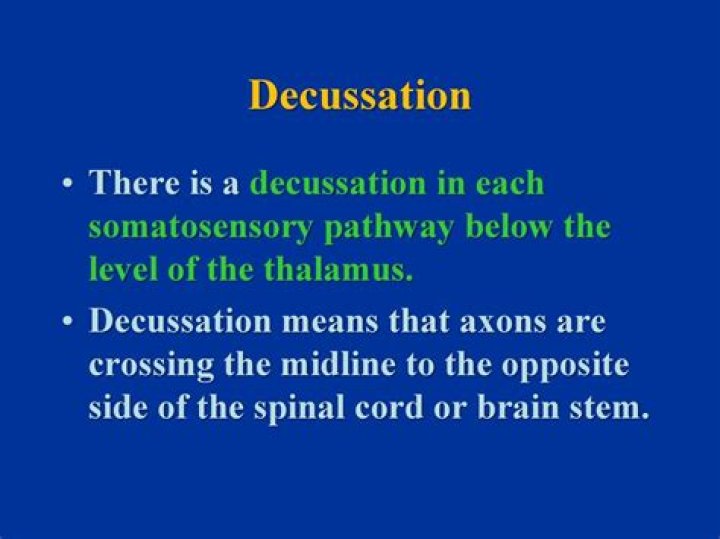 What is decussation mean?