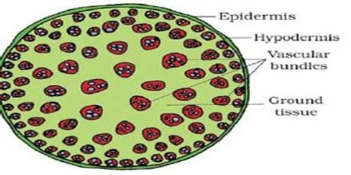 What is hypodermis in plants?