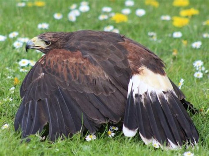 What is mantling in birds?