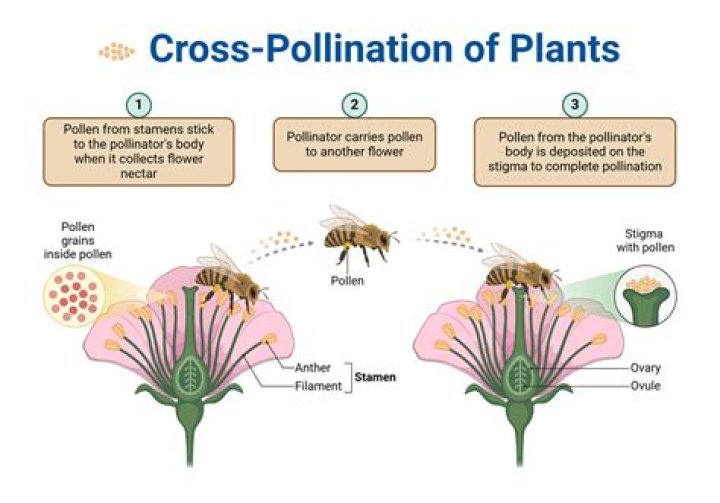 What is meant by cross-pollination?