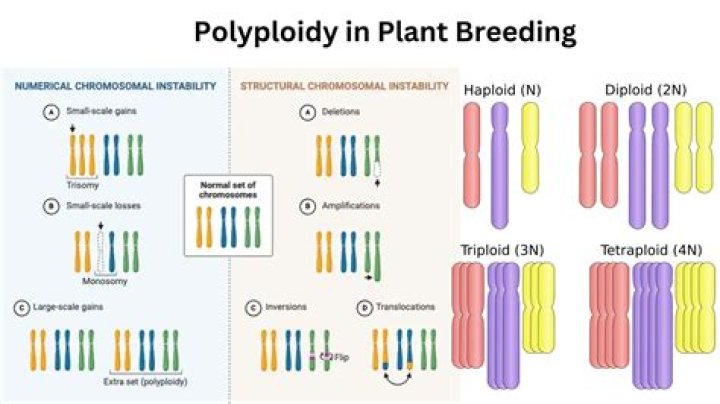 What is polyploidy breeding?