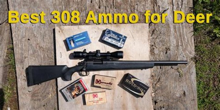 What is the best 308 ammo for hog hunting?