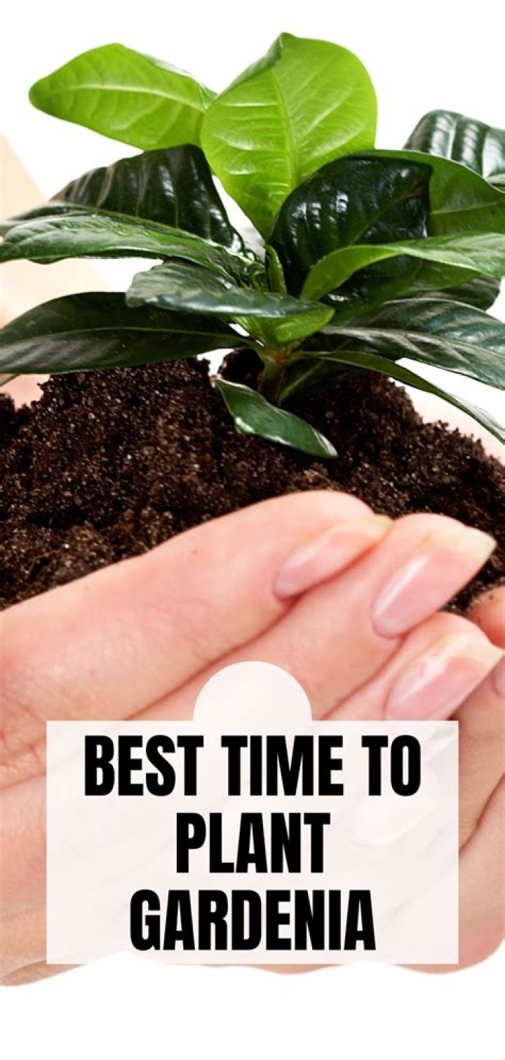 What is the best time to plant gardenias?
