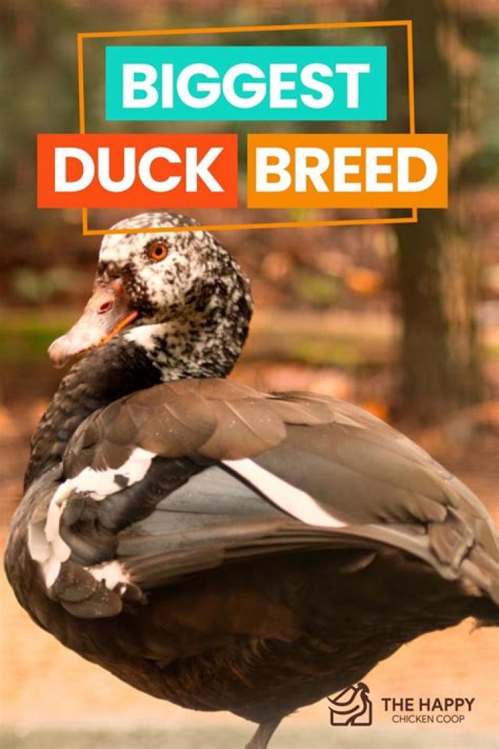 What is the biggest duck breed?