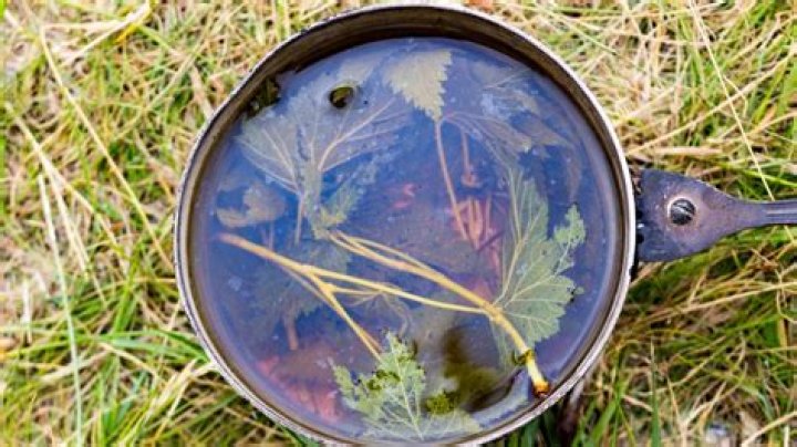 What is the decoction of the grasses?