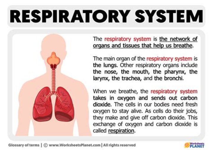 What is the main organ of the respiratory system?